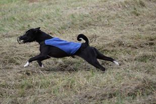 CH. Exception-ally Z Klanu Lobuzow