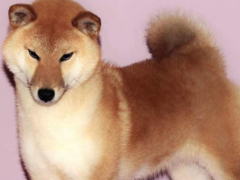 Sasais du Domaine du Clos Benoît