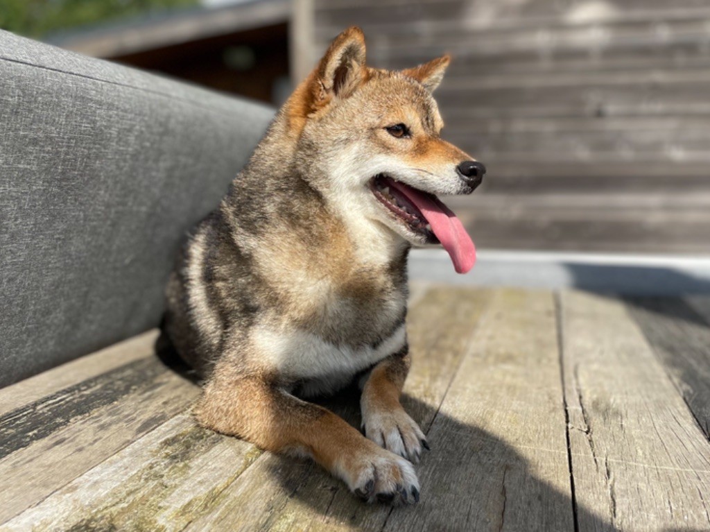 Satana du Domaine du Clos Benoît