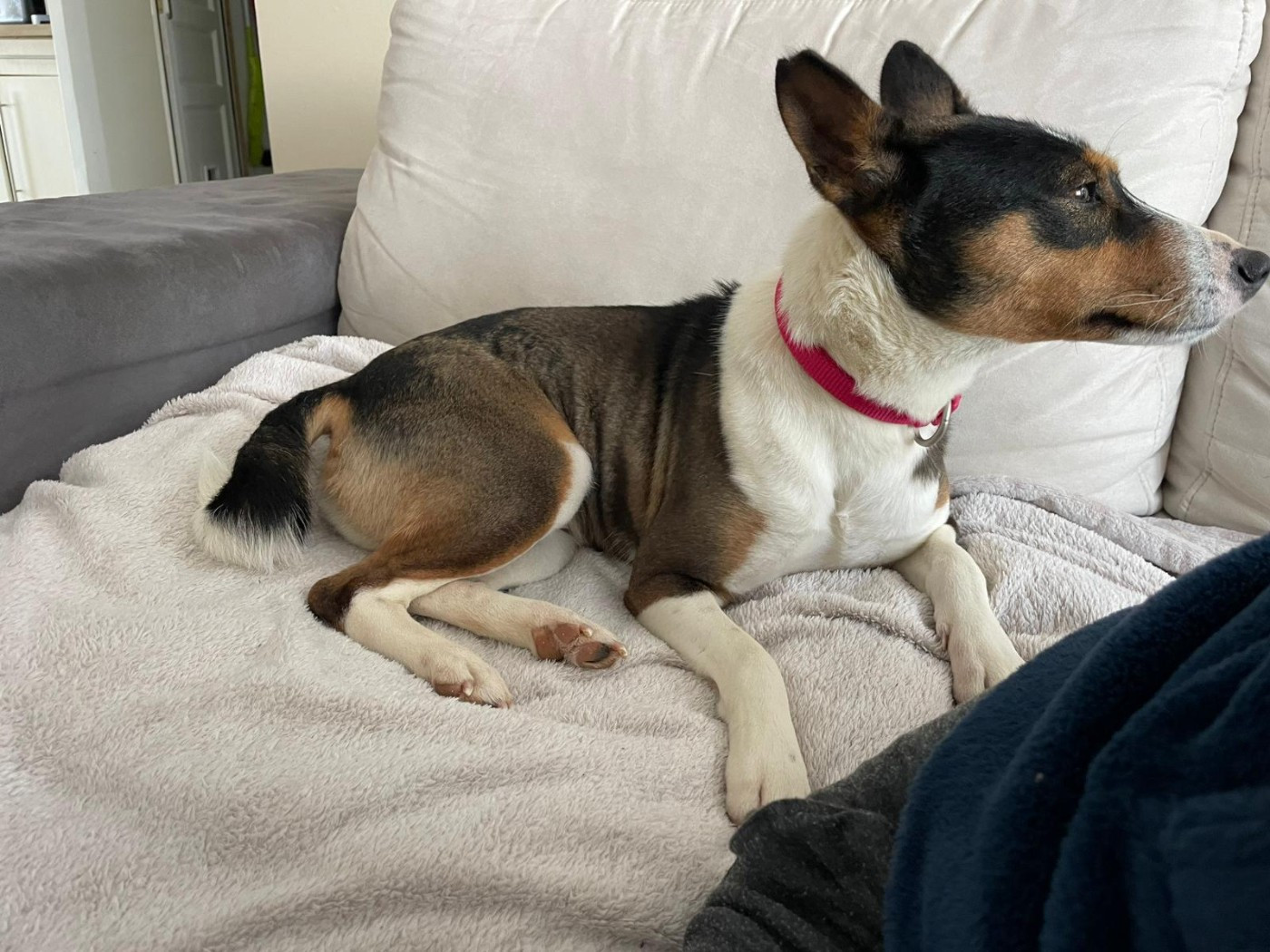 Rose Des Evades Du Congo