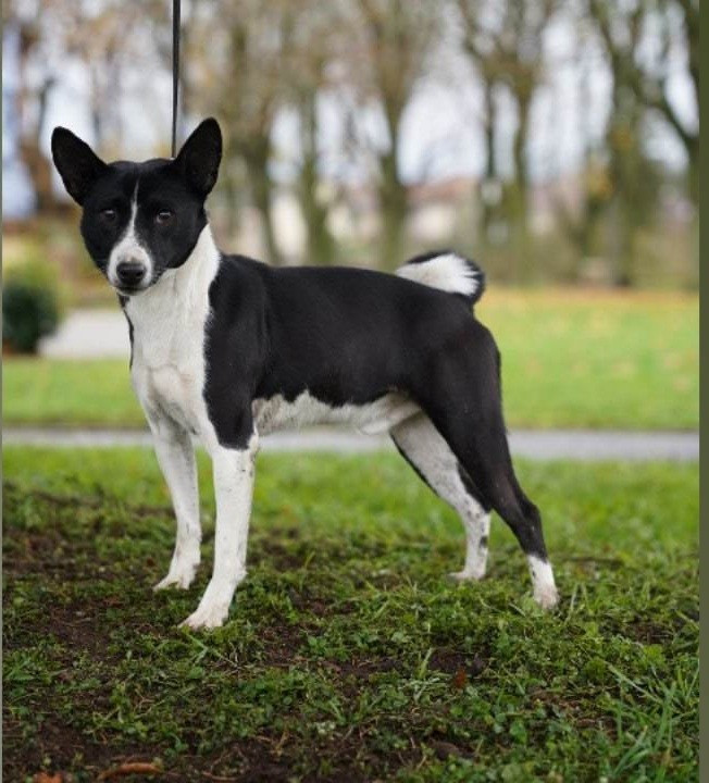 Taho des fringants complices