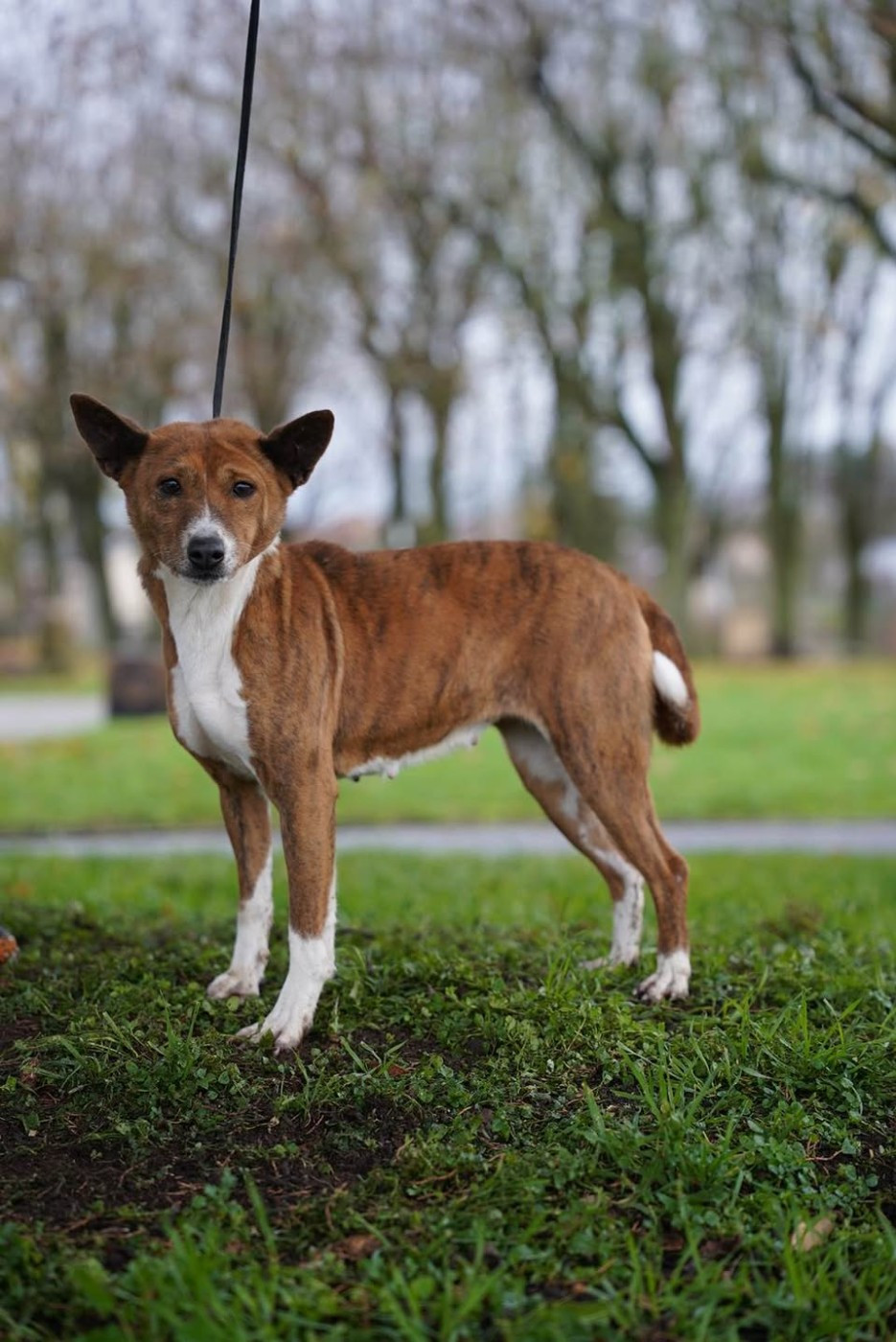 R d'une basma Mifugo Peponi