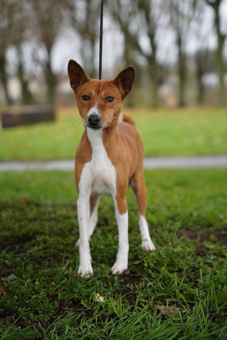 Saxie la douce diva des fringants complices