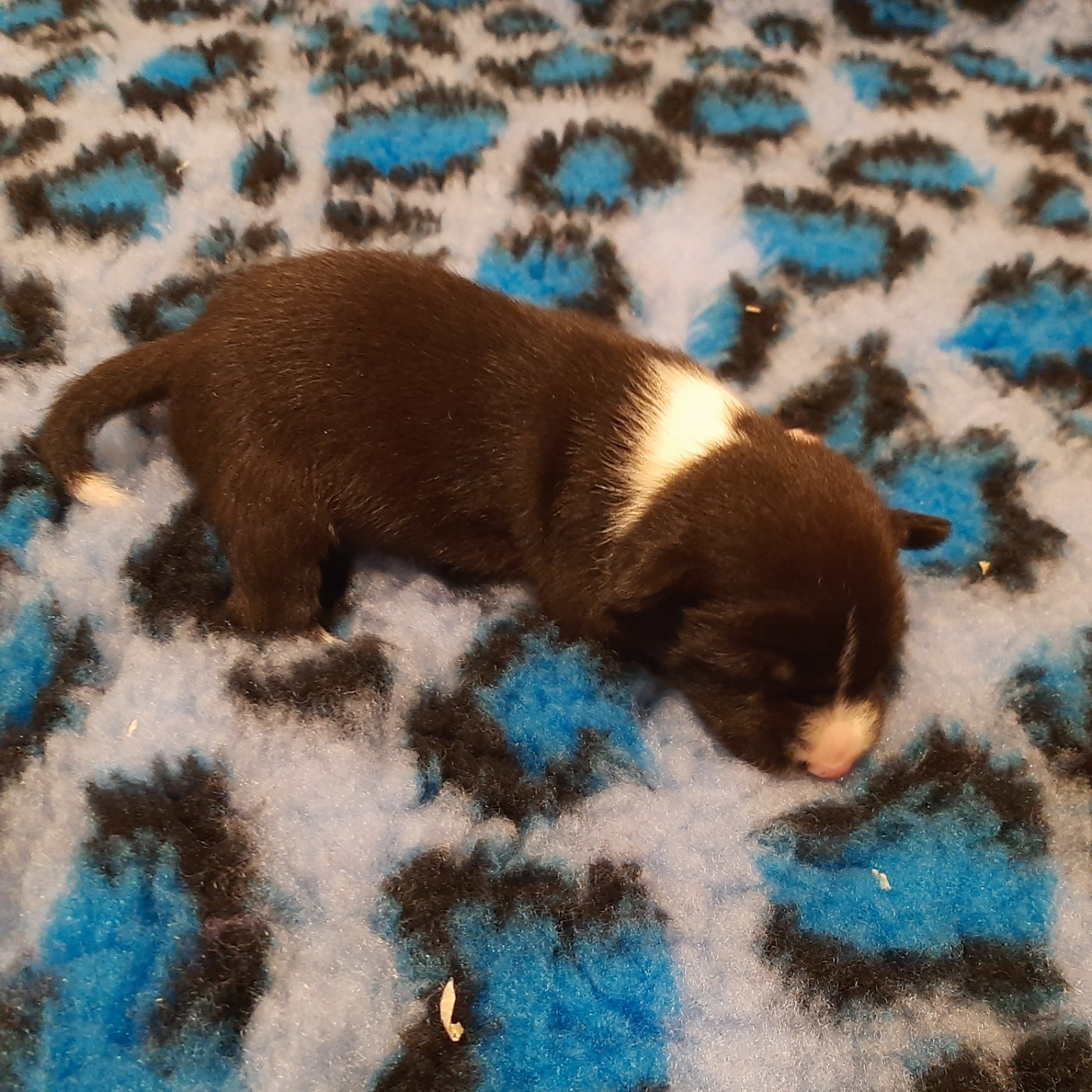 Mifugo Peponi - Chiots disponibles - Basenji