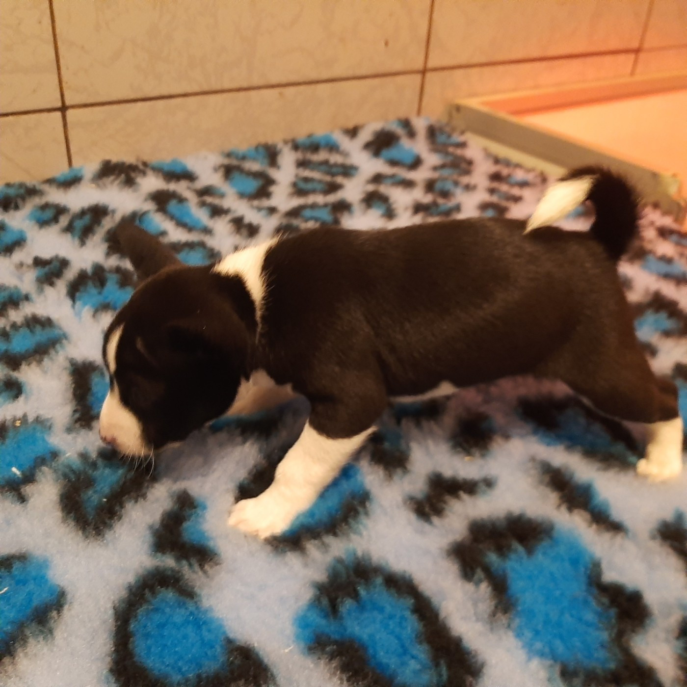 Mifugo Peponi - Chiots disponibles - Basenji