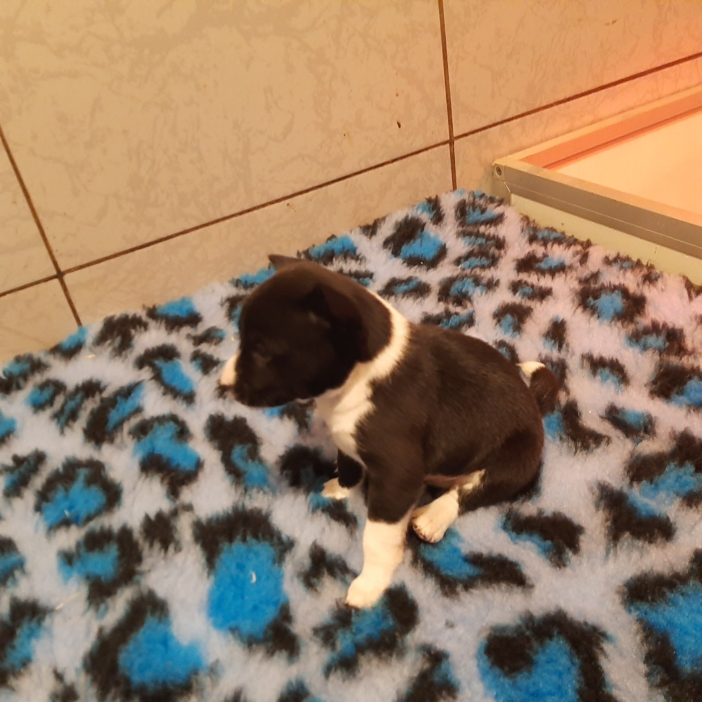 Mifugo Peponi - Chiots disponibles - Basenji