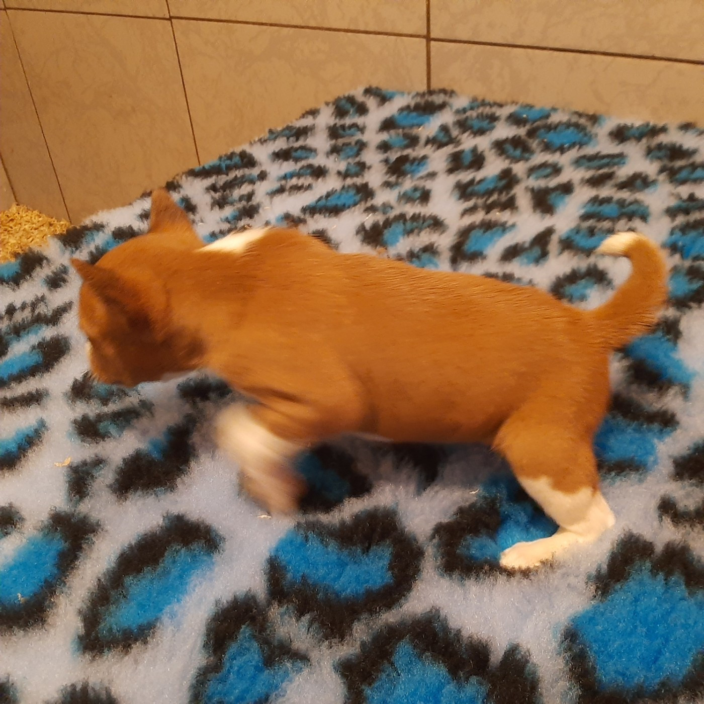 Mifugo Peponi - Basenji - Portée née le 05/11/2025