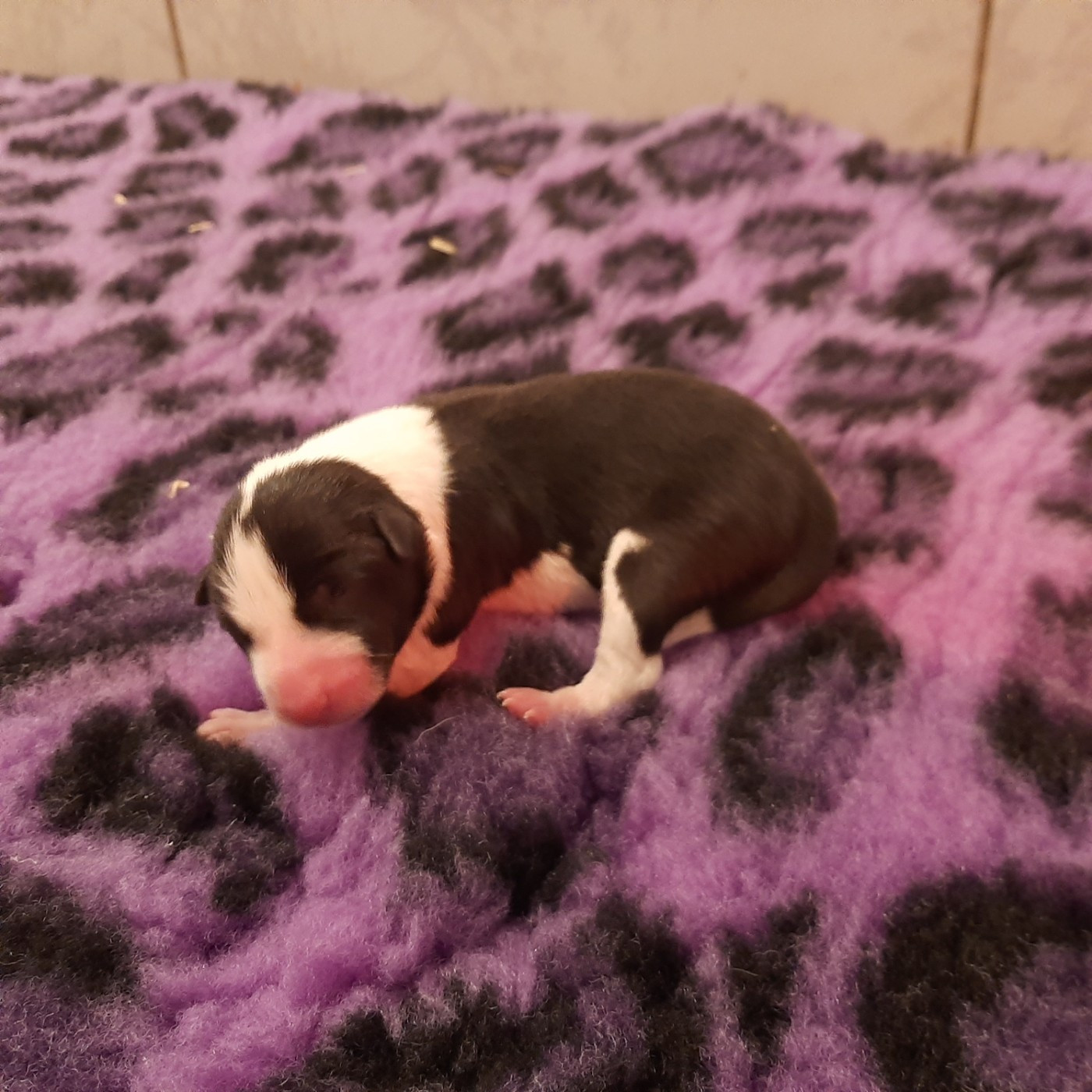 Mifugo Peponi - Chiots disponibles - Basenji