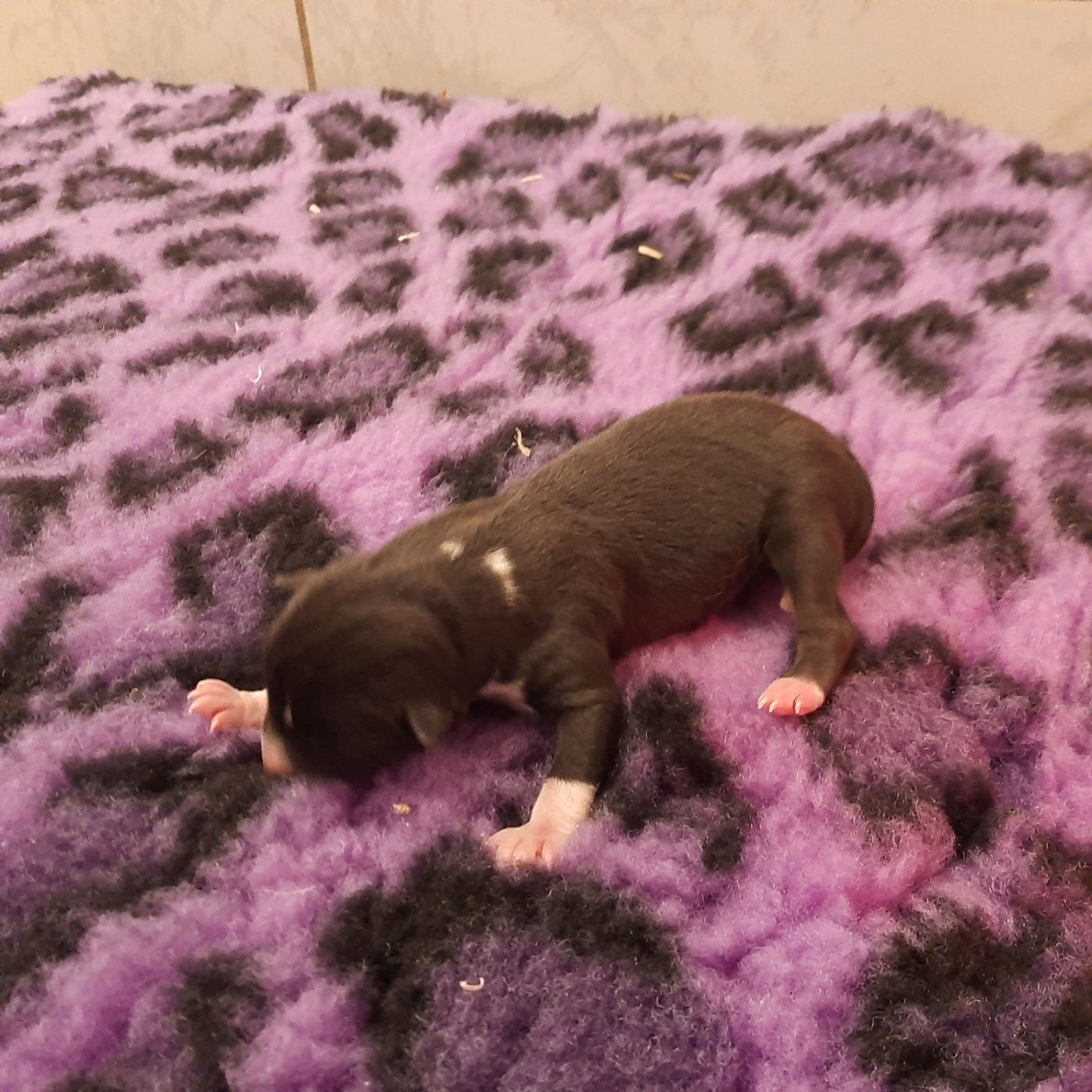 Mifugo Peponi - Chiots disponibles - Basenji