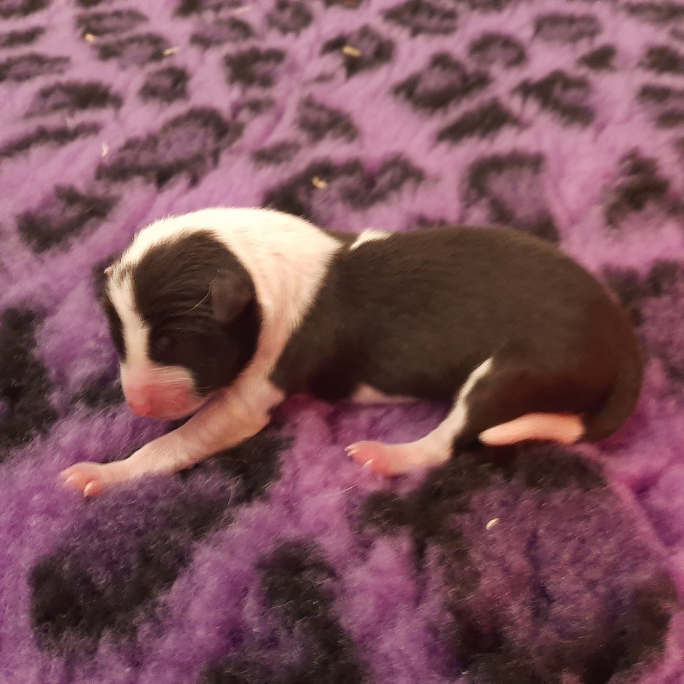 Mifugo Peponi - Chiots disponibles - Basenji