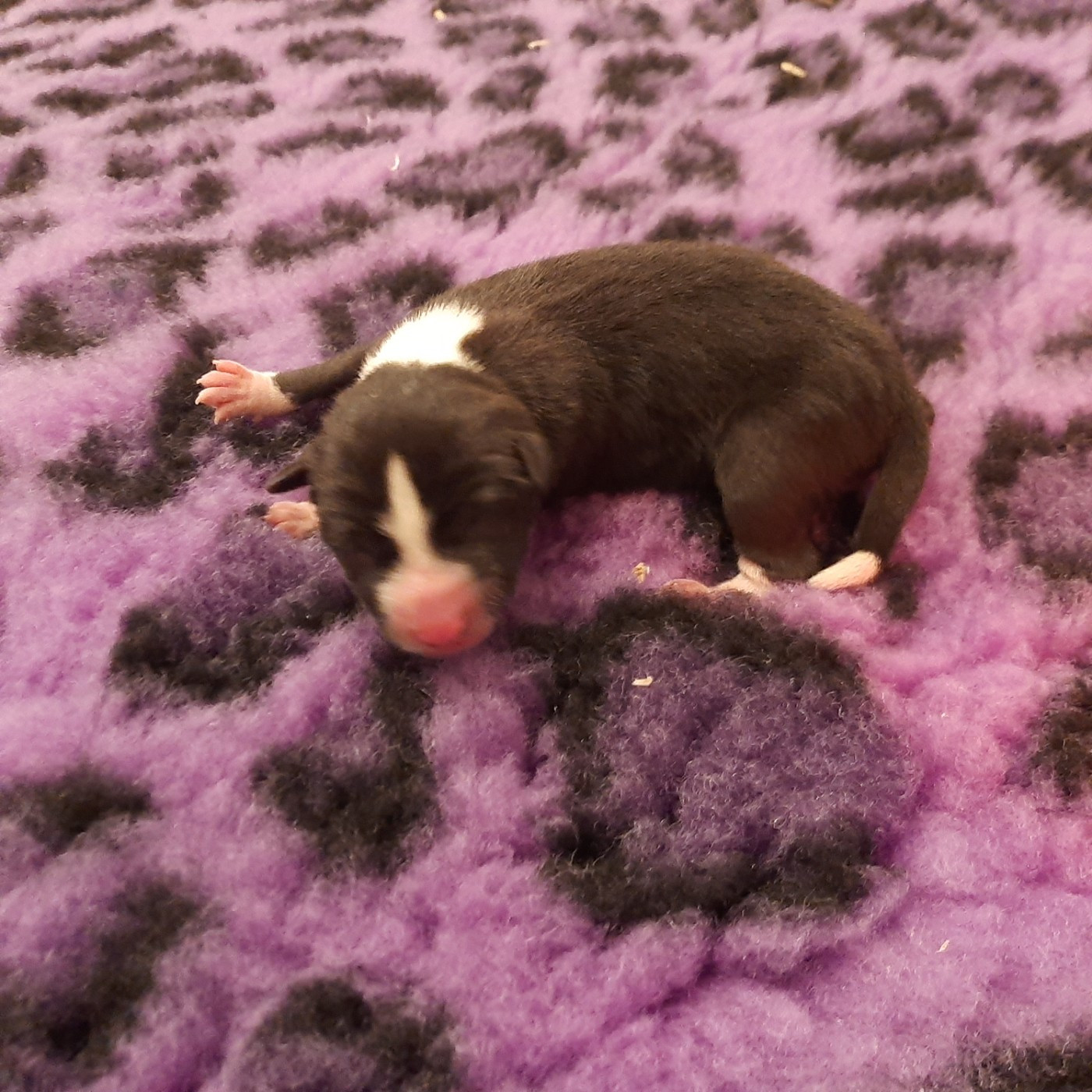 Mifugo Peponi - Chiots disponibles - Basenji