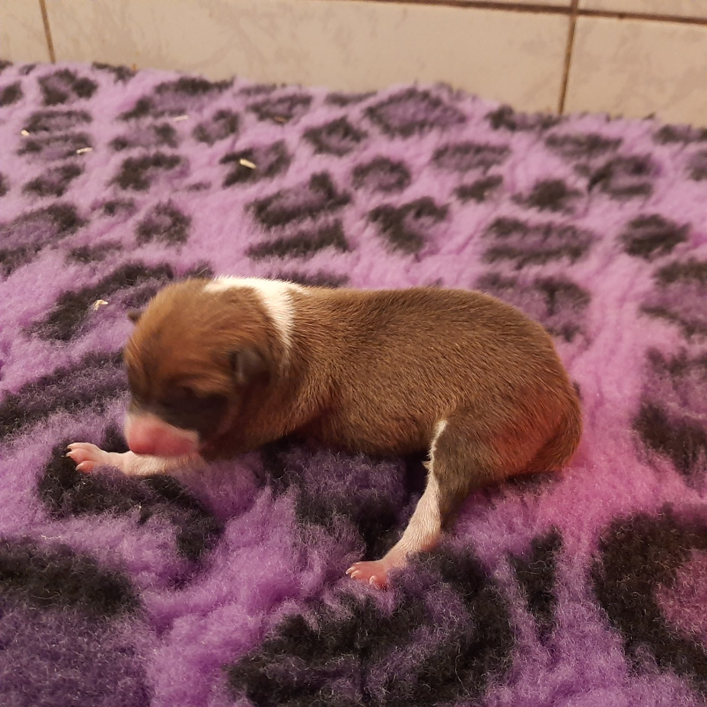 Mifugo Peponi - Chiots disponibles - Basenji