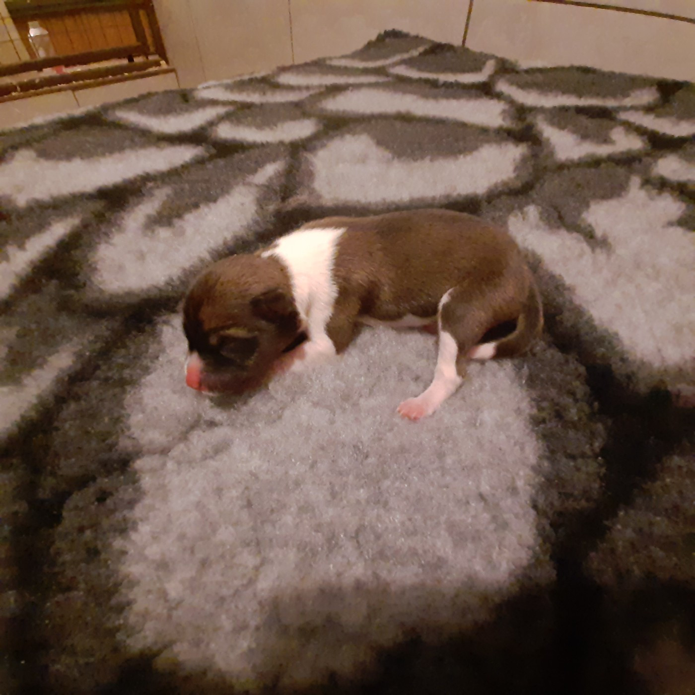 Mifugo Peponi - Chiots disponibles - Basenji