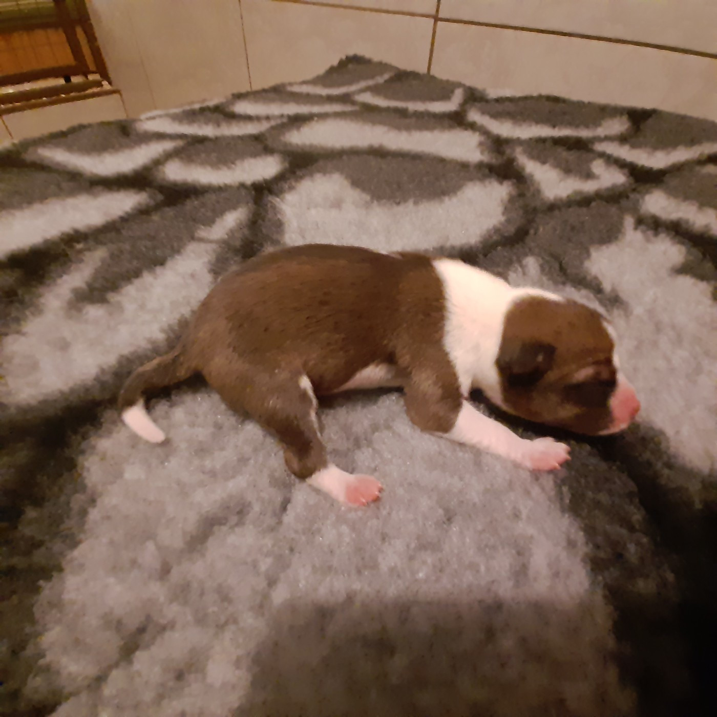 Mifugo Peponi - Chiots disponibles - Basenji