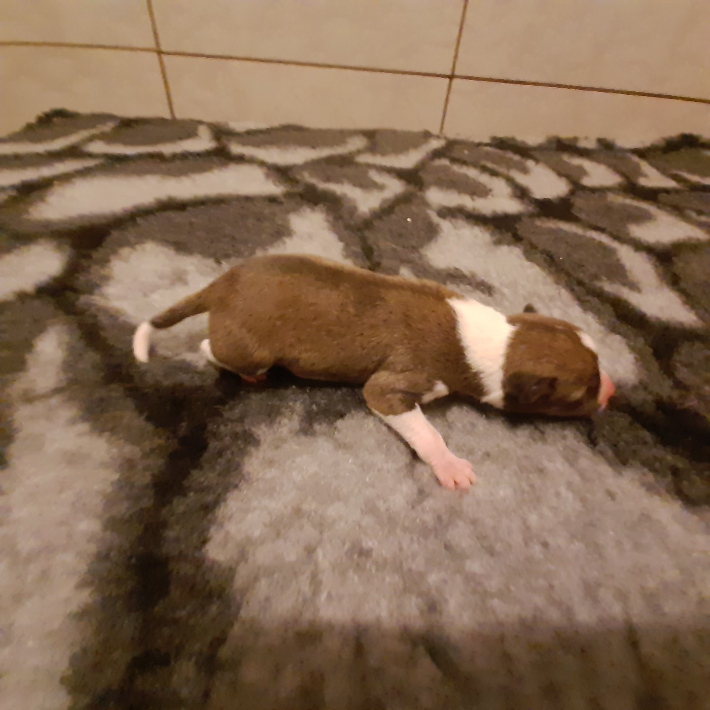 Mifugo Peponi - Chiots disponibles - Basenji