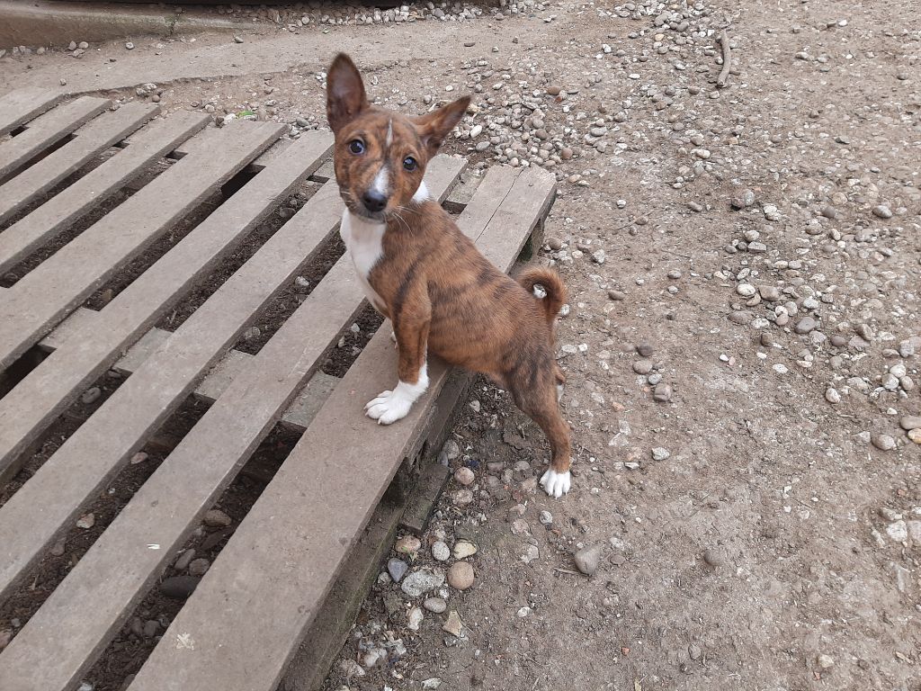 Mifugo Peponi - Chiots disponibles - Basenji